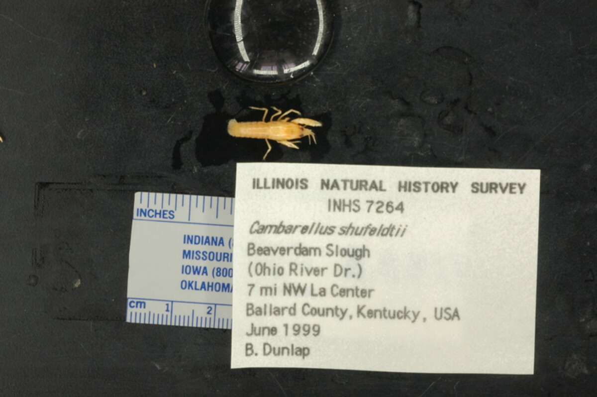 Cambarellus shufeldtii image